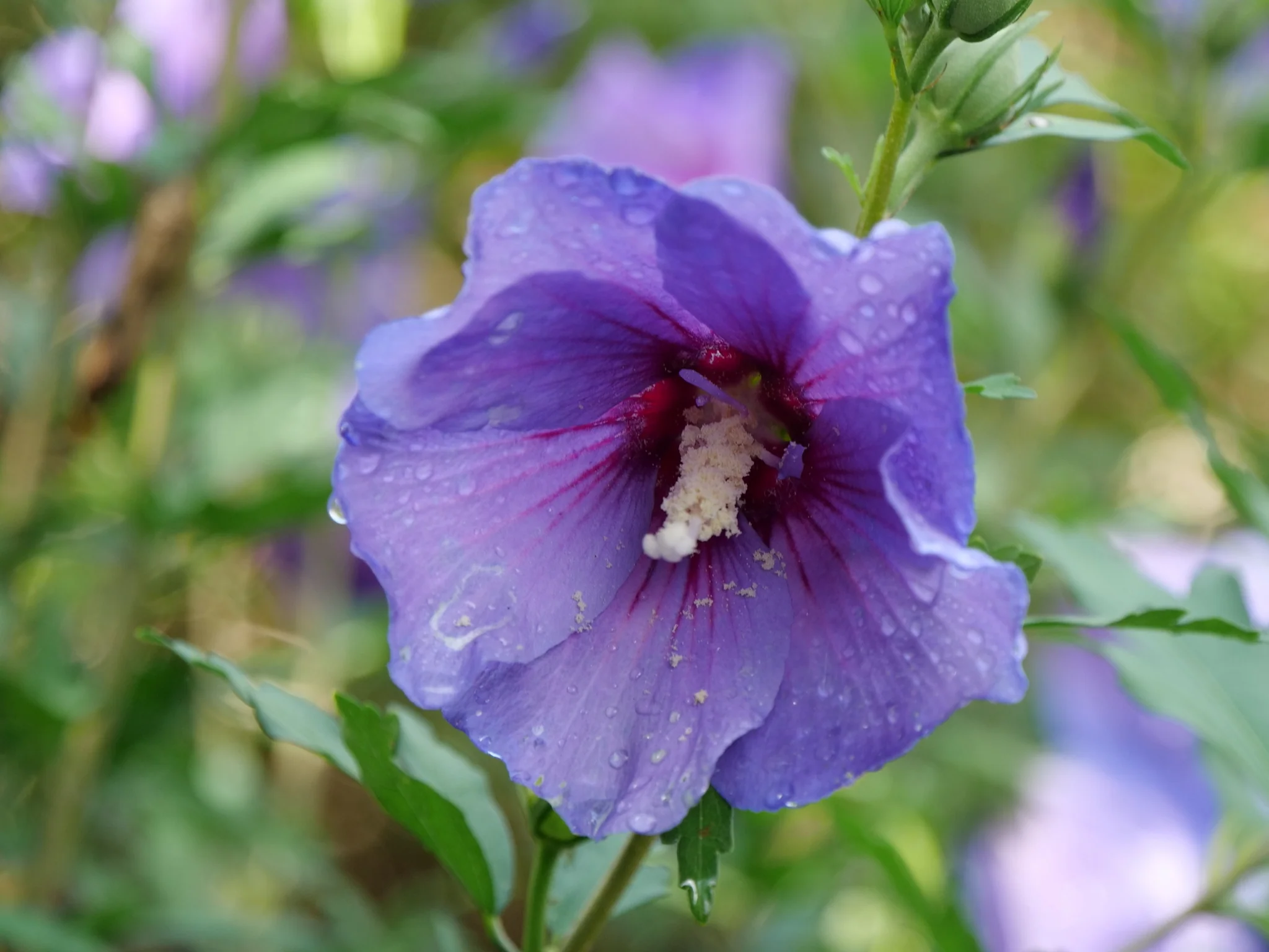 Paraplu Violet® Rose of Sharon - Image 8