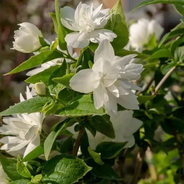 Pearls of Perfume™ Mock Orange - Image 2