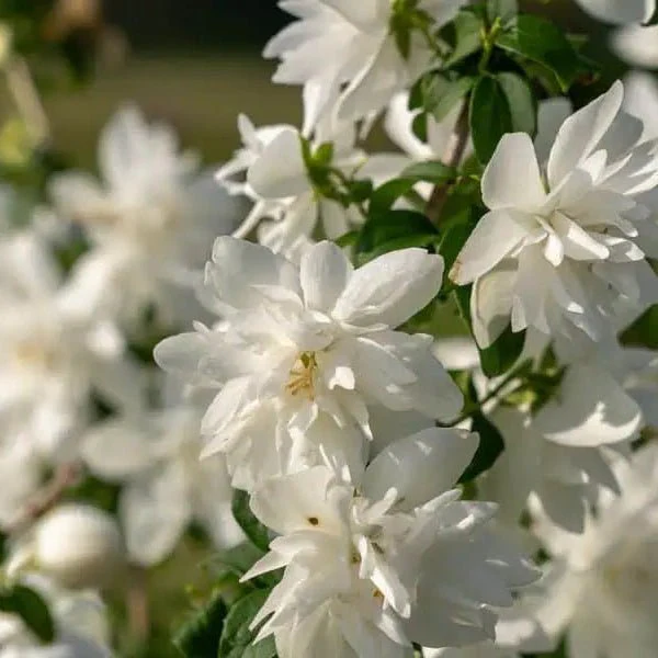 Pearls of Perfume™ Mock Orange - Image 3