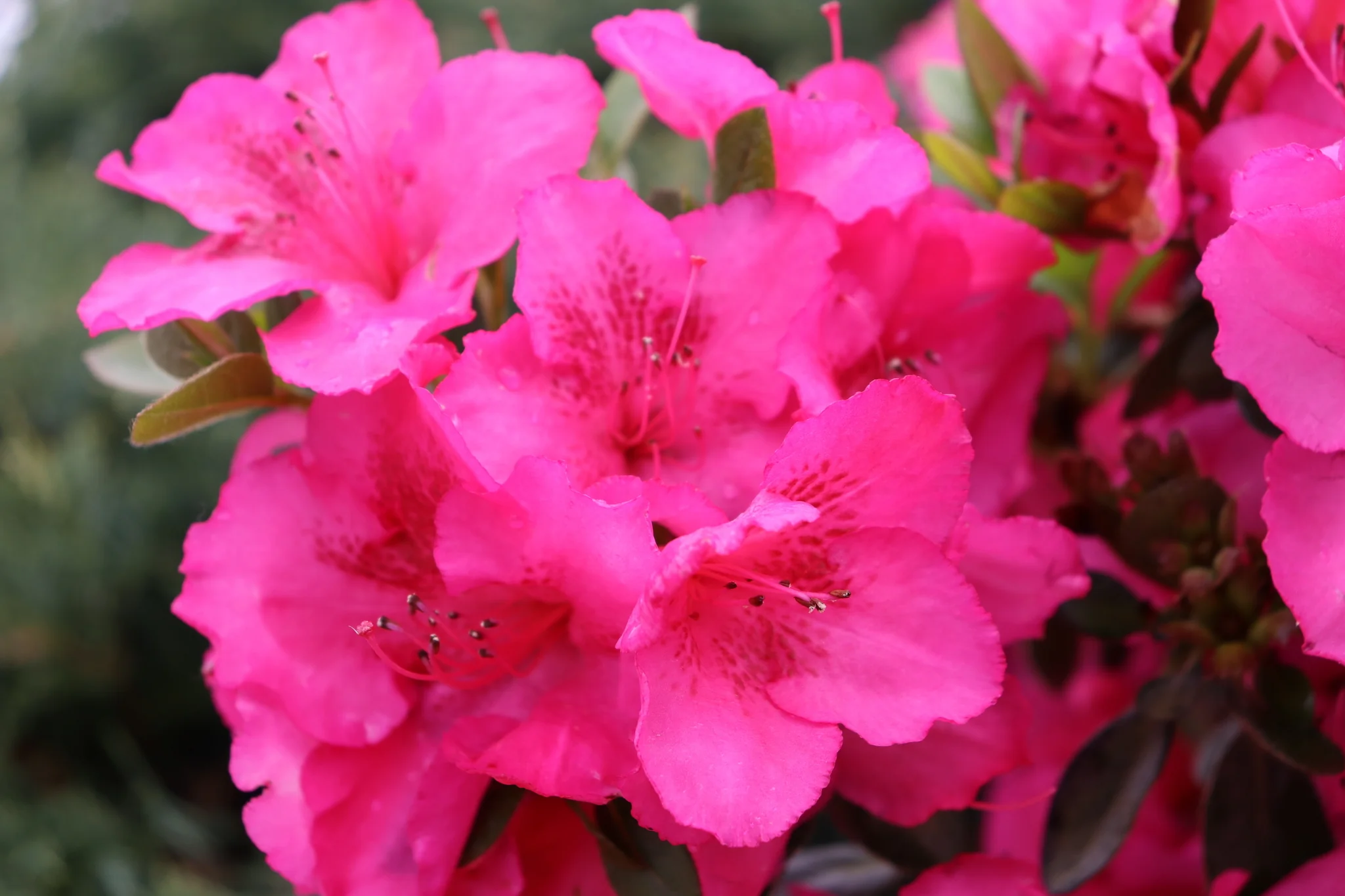 Perfecto Mundo Epic Pink® Reblooming Azalea