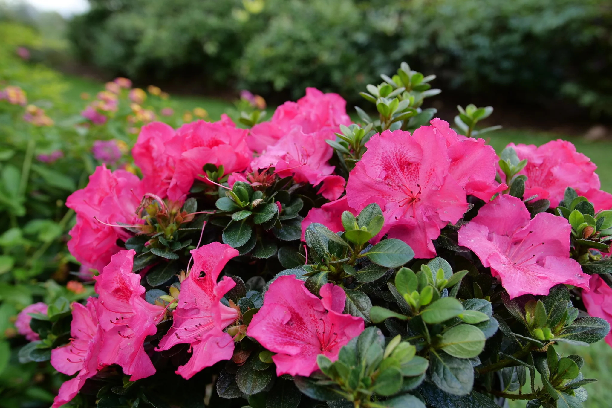 Perfecto Mundo Epic Pink® Reblooming Azalea - Image 2