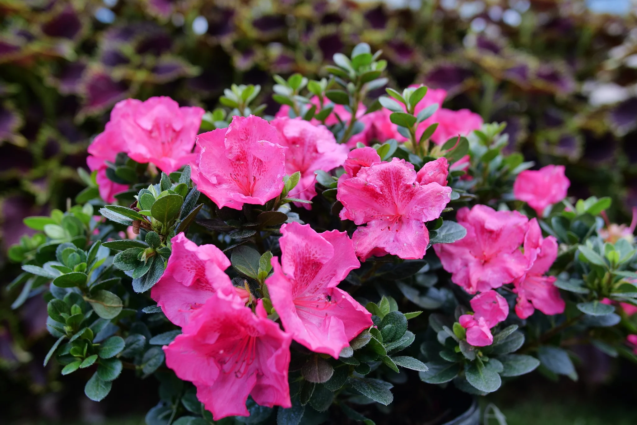 Perfecto Mundo Epic Pink® Reblooming Azalea - Image 3