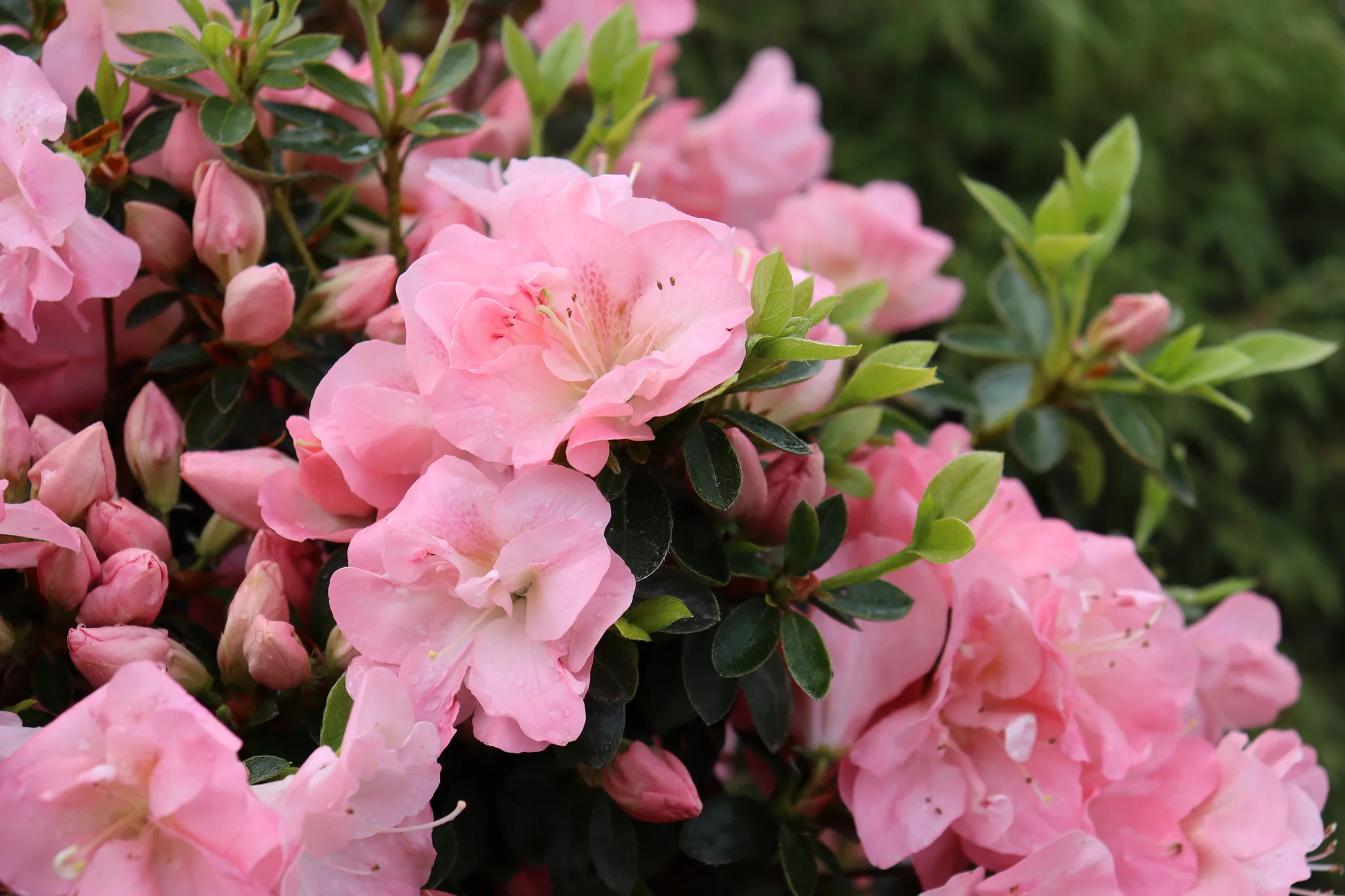 Perfecto Mundo Pink Carpet® Reblooming Azalea