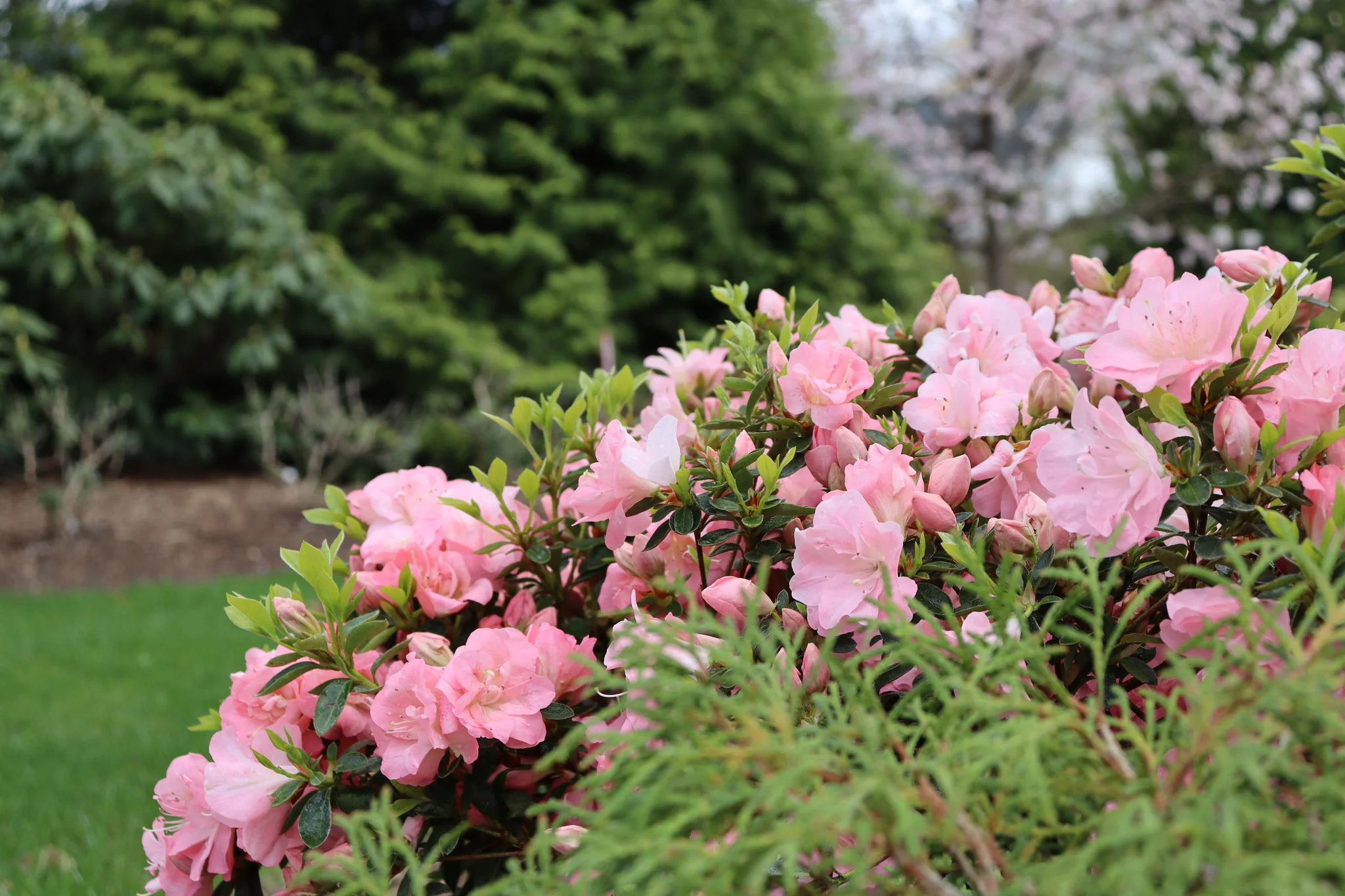 Perfecto Mundo Pink Carpet® Reblooming Azalea - Image 2