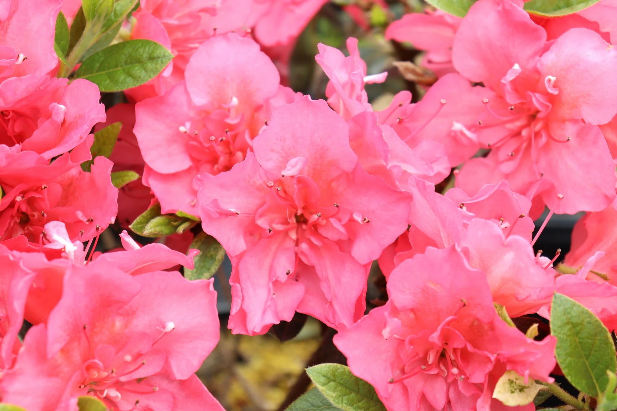 Perfecto Mundo® Epic Coral® Azalea - Image 2