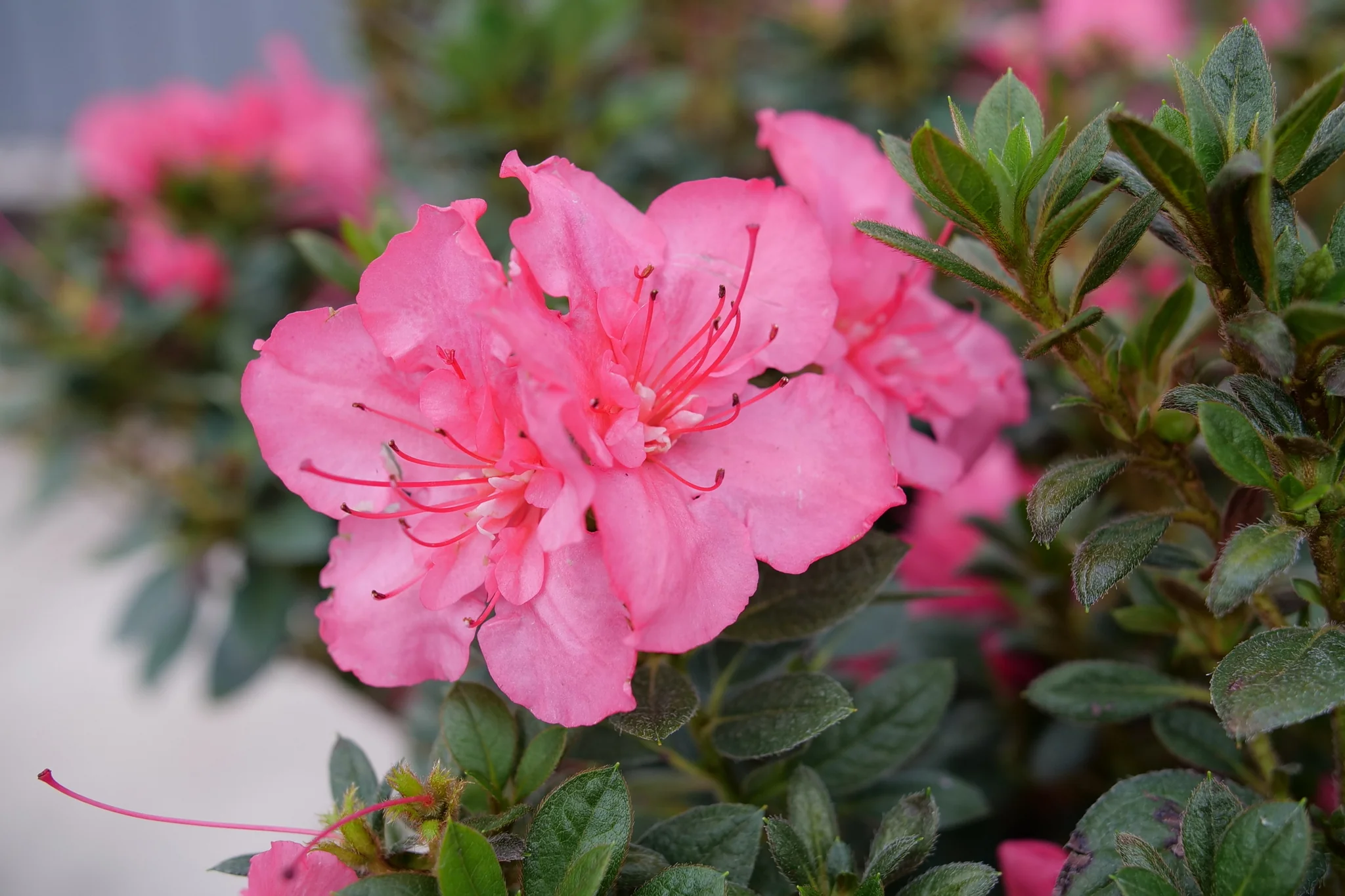 Perfecto Mundo® Epic Coral® Azalea - Image 3