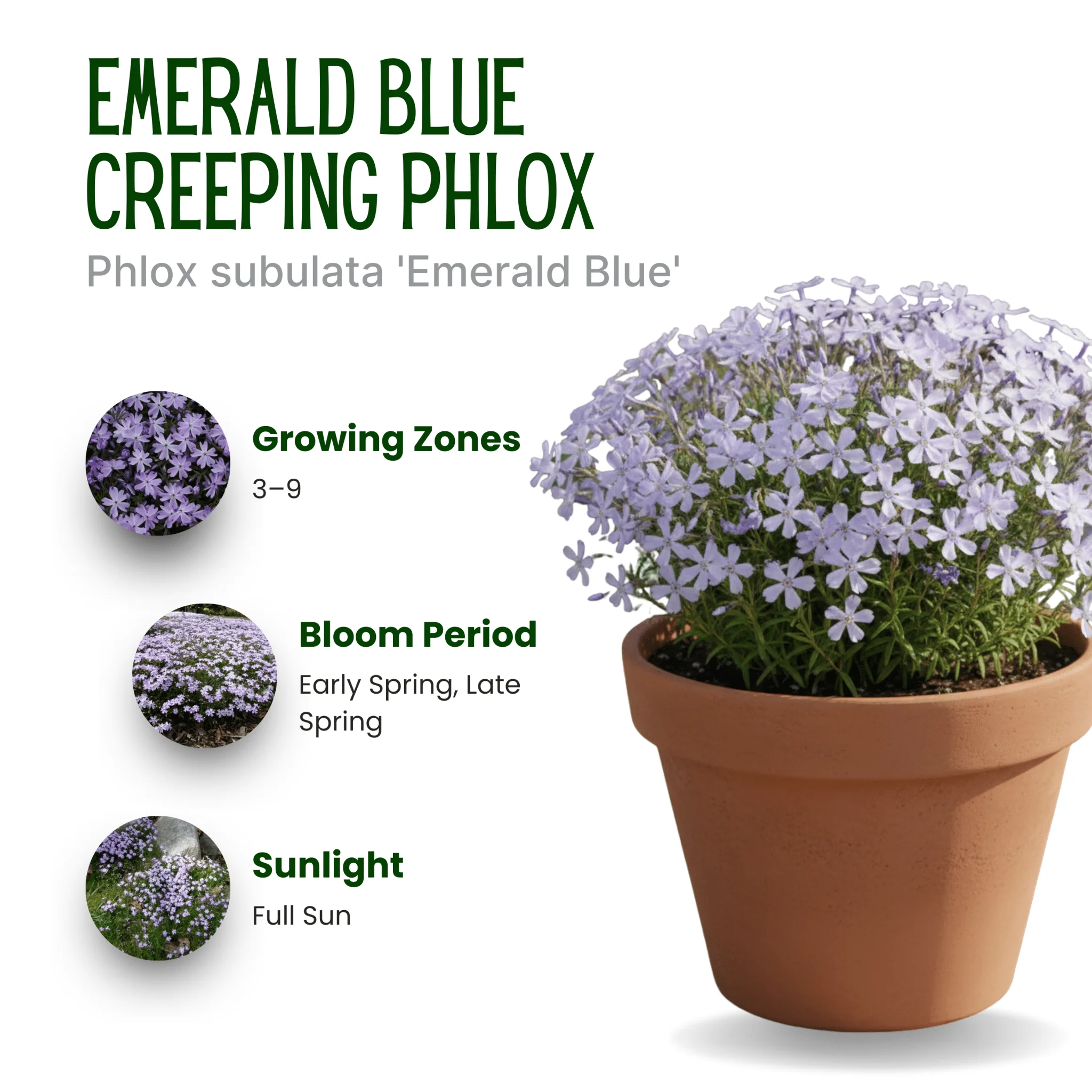 Emerald Blue Creeping Phlox - Image 5