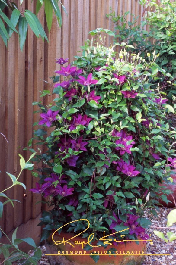 Picardy™ Clematis - Image 2
