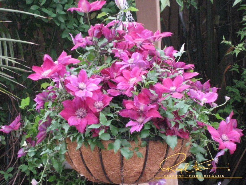 Picardy™ Clematis - Image 3