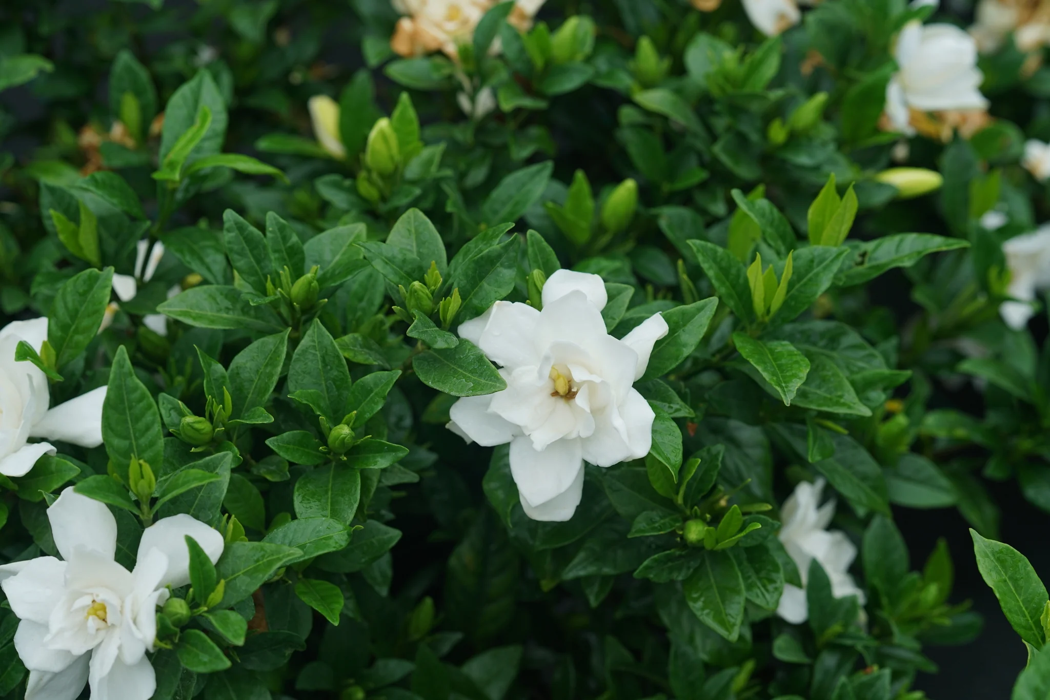 Pillow Talk® Gardenia