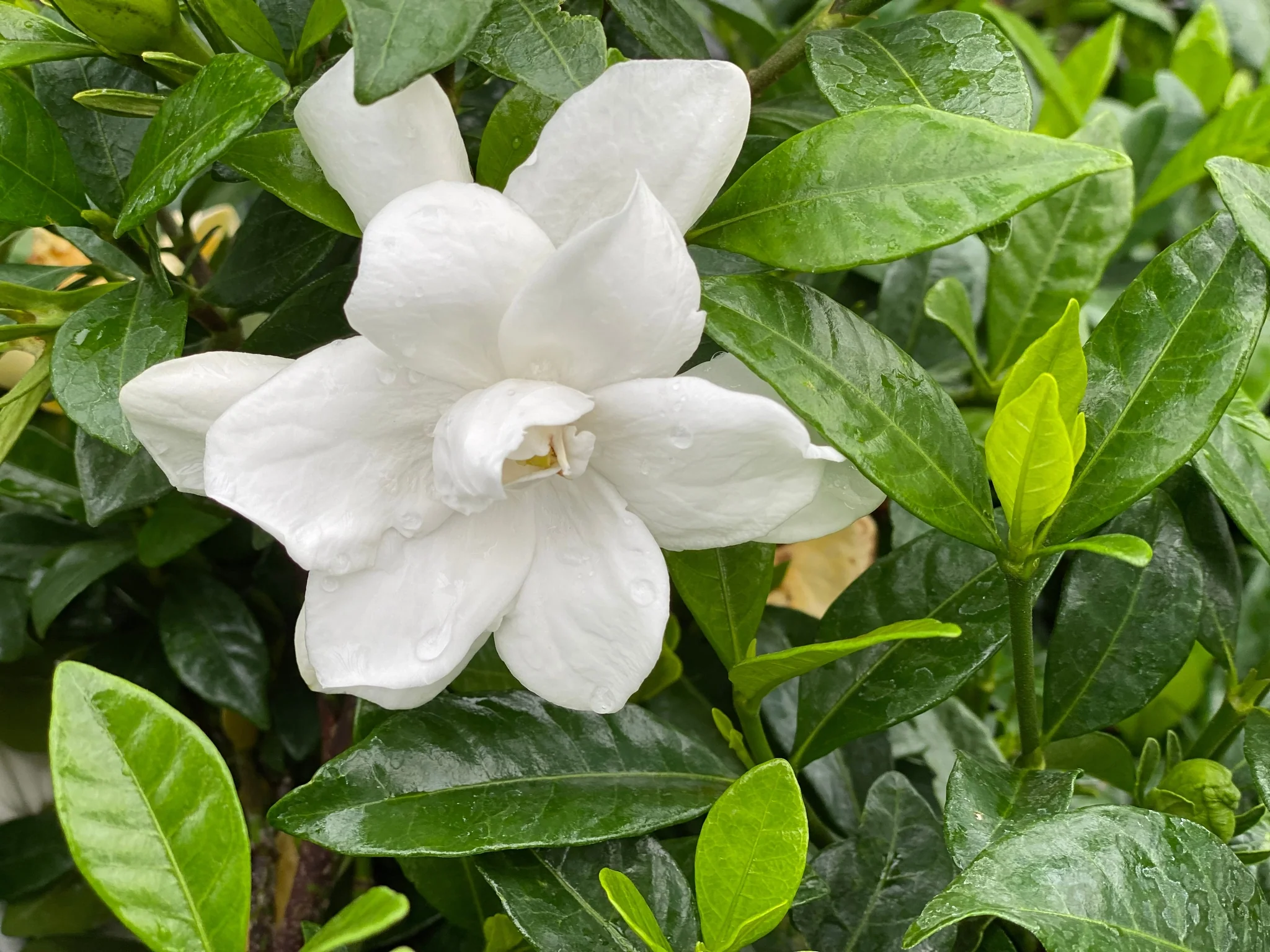 Pillow Talk® Gardenia - Image 2