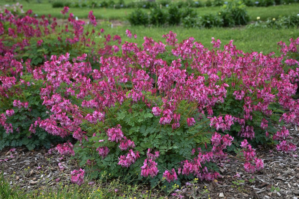 Pink Diamonds Bleeding Heart
