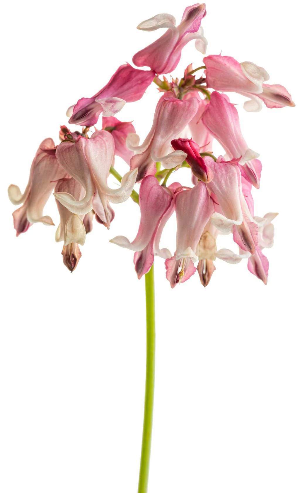 Pink Diamonds Bleeding Heart - Image 3