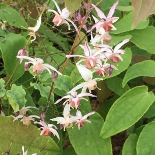 Pink Elf Barrenwort
