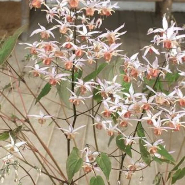 Pink Elf Barrenwort - Image 2