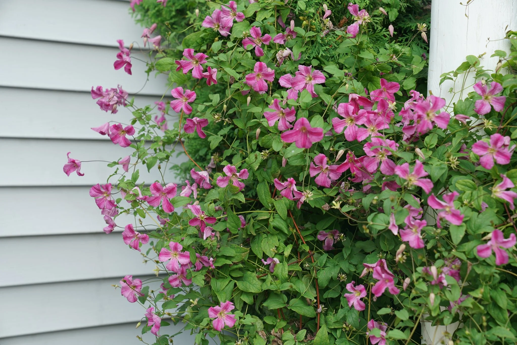 Pink Mink® Clematis