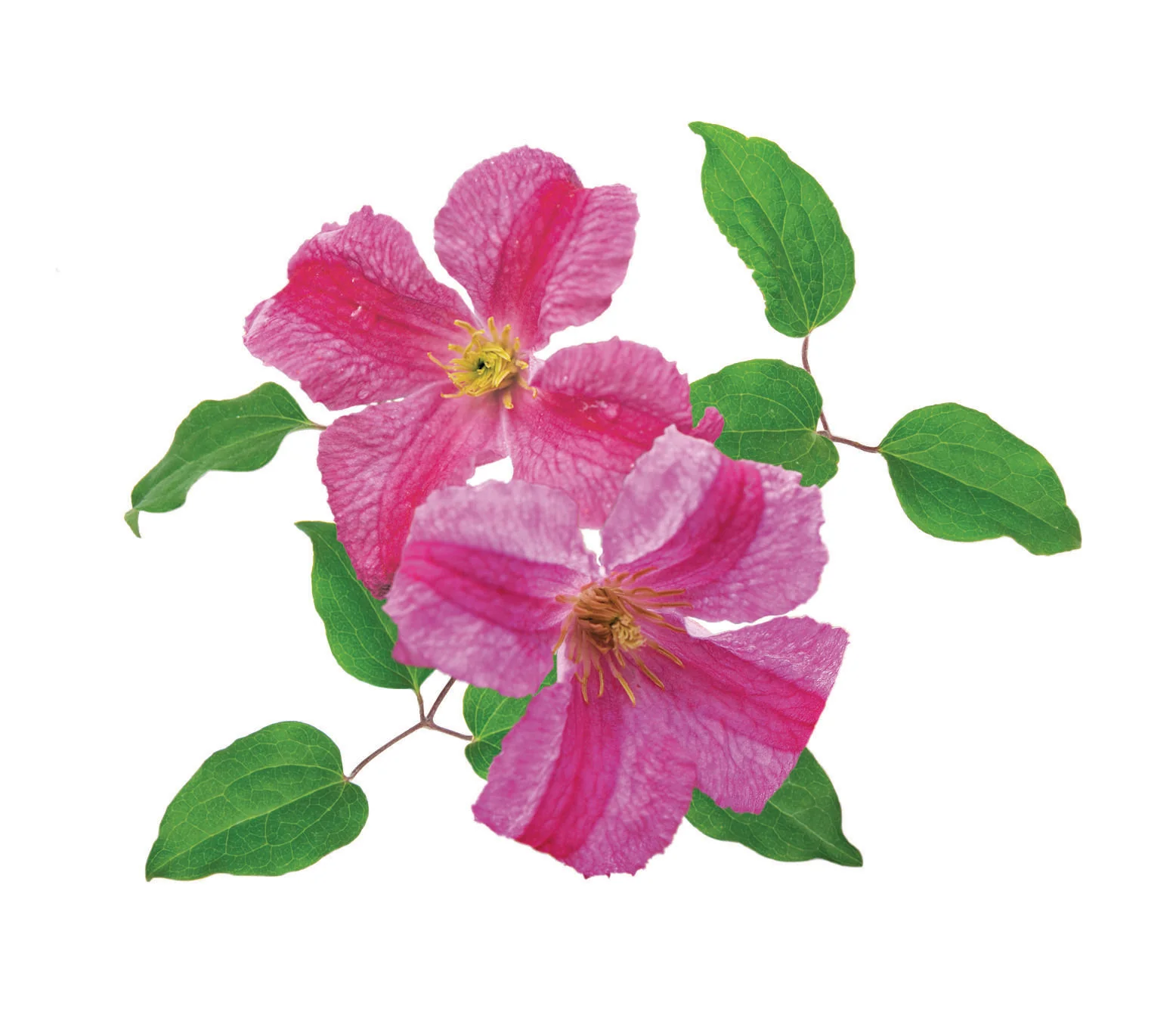Pink Mink® Clematis - Image 2