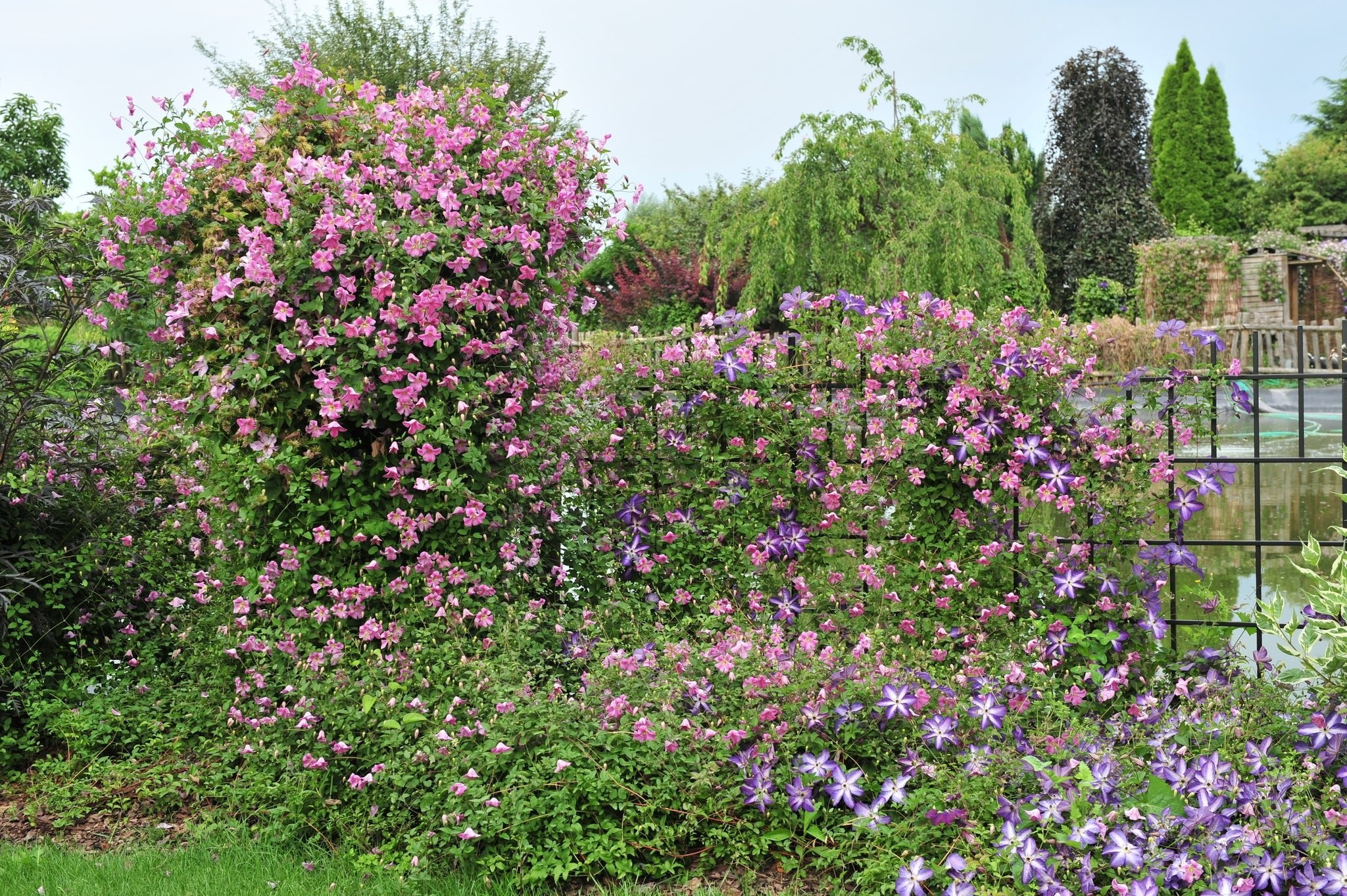 Pink Mink® Clematis - Image 3