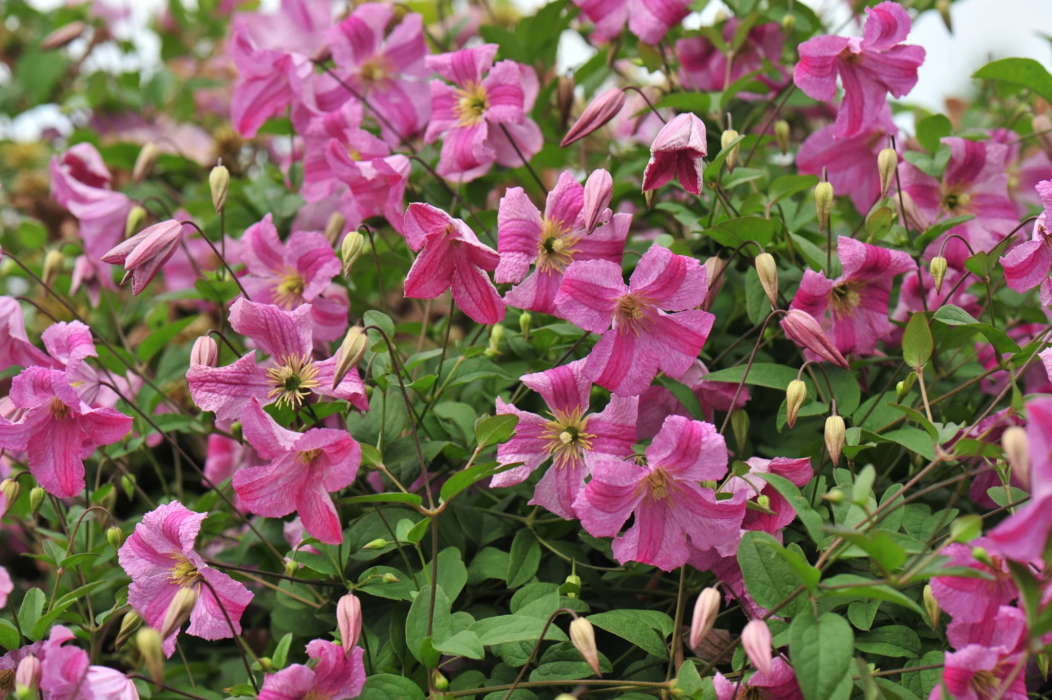 Pink Mink® Clematis - Image 4