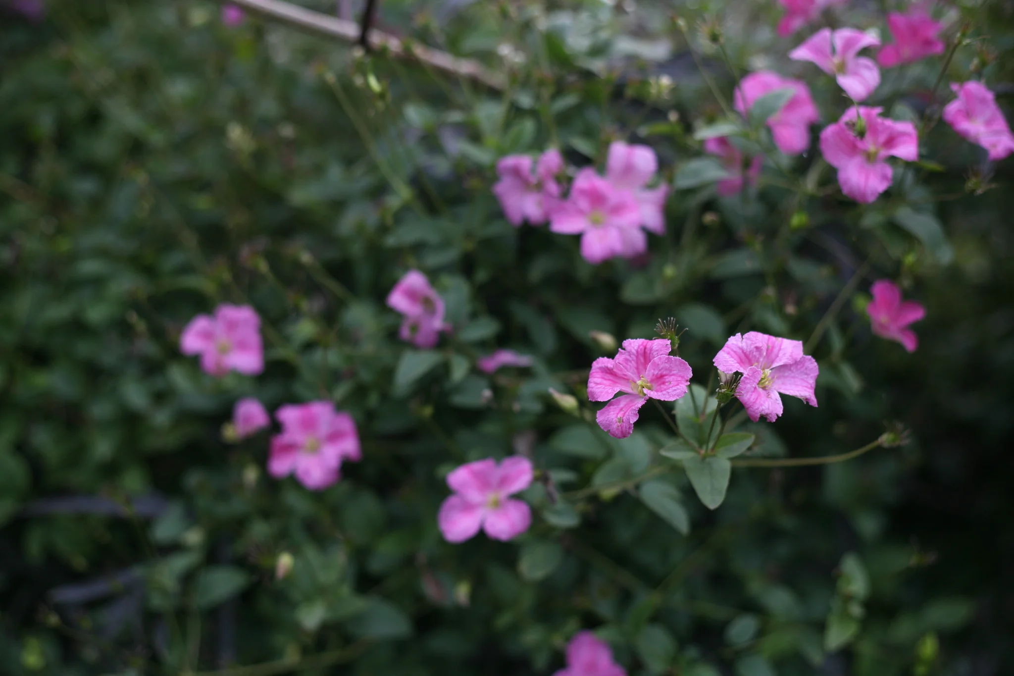 Pink Mink® Clematis - Image 5
