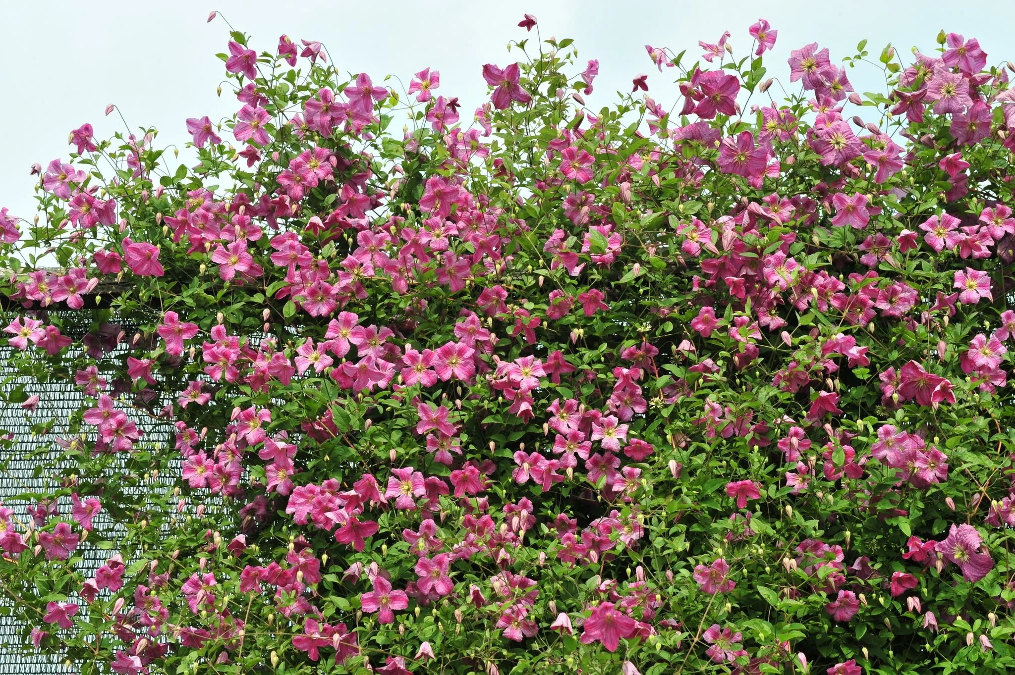 Pink Mink® Clematis - Image 6