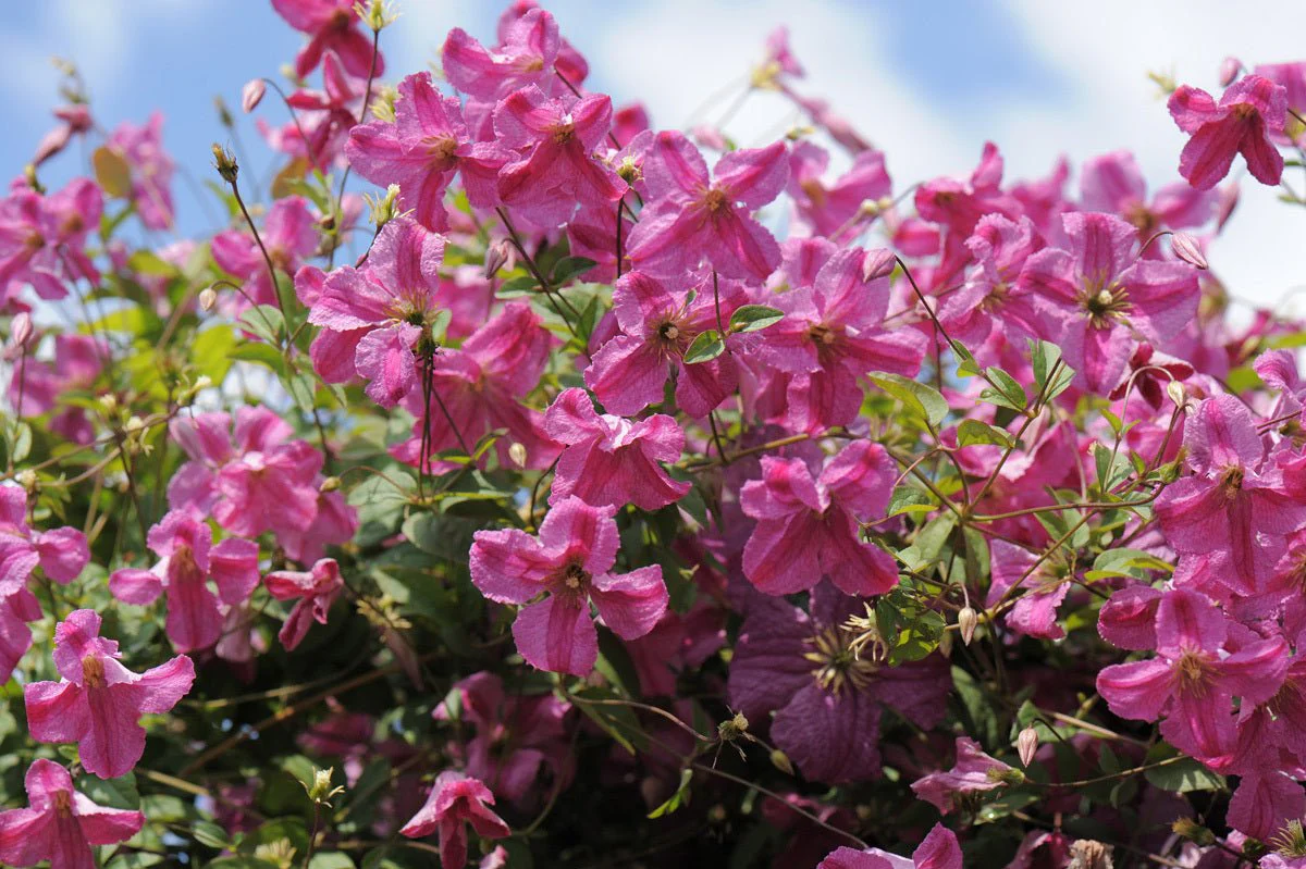 Pink Mink® Clematis - Image 7