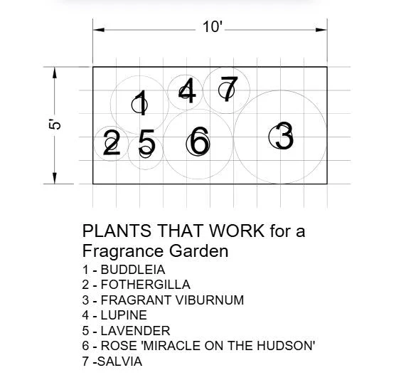 Plants That Work For A Fragrance Garden