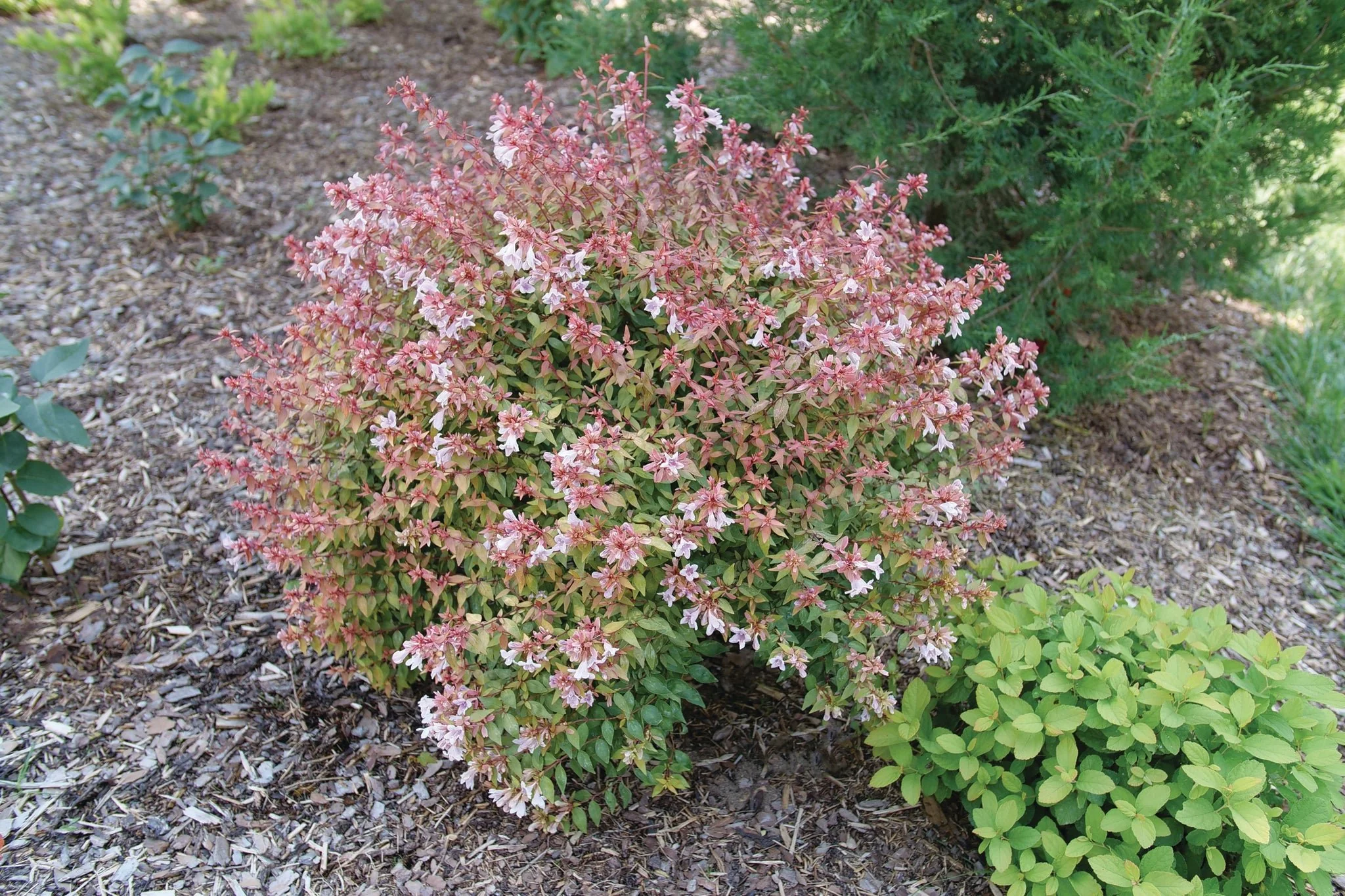 Poco Loco® Abelia - Image 2
