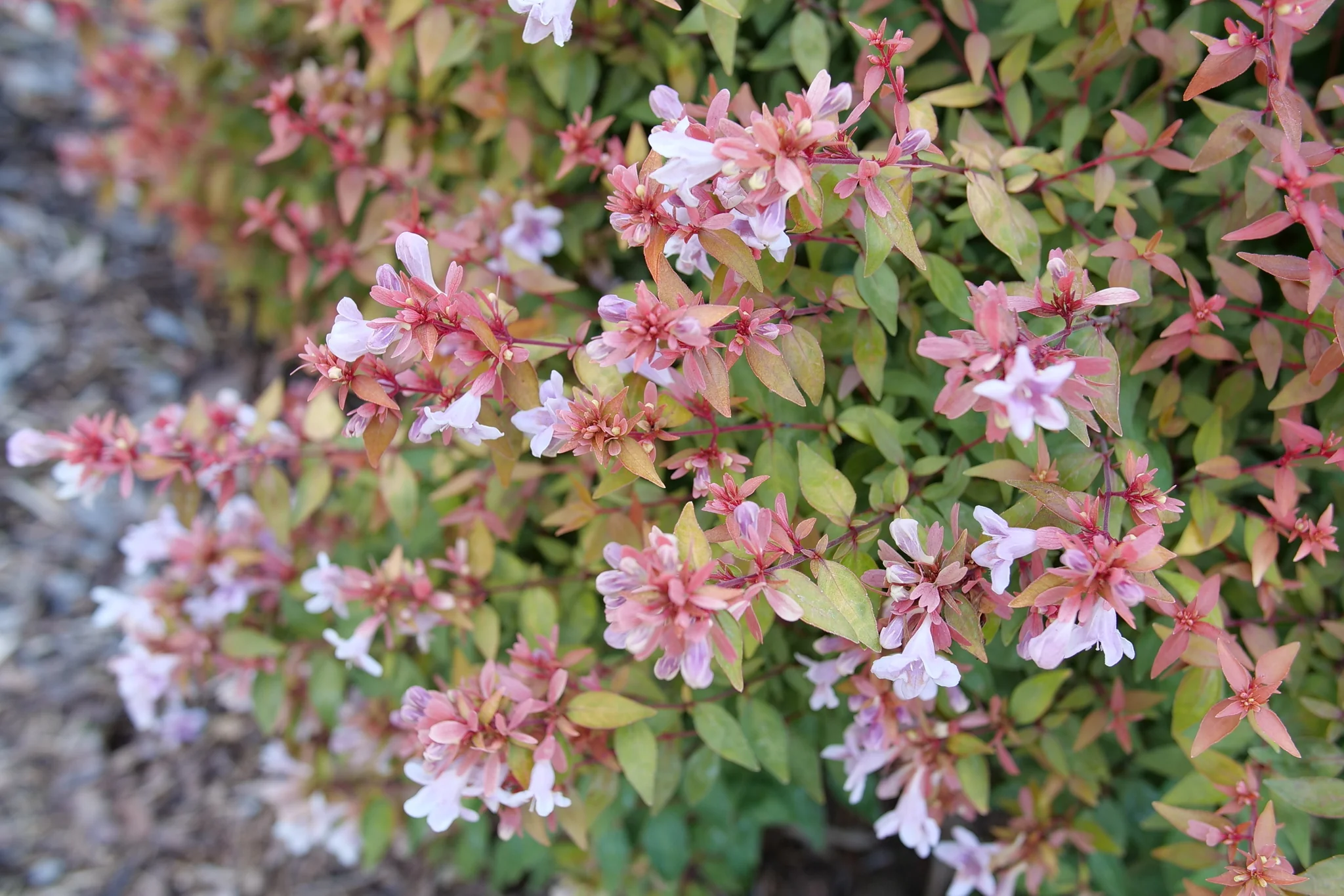 Poco Loco® Abelia - Image 3