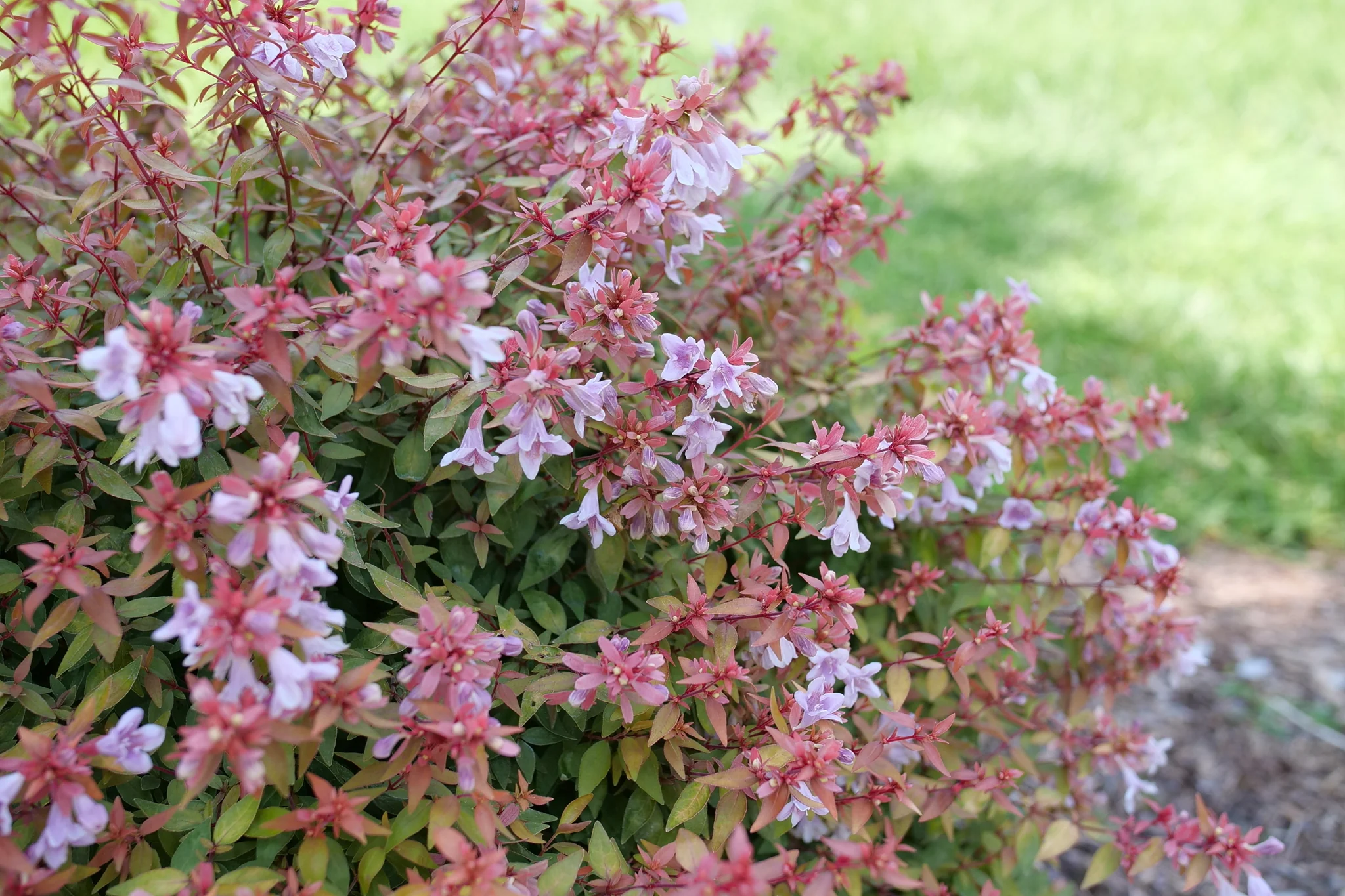 Poco Loco® Abelia - Image 4