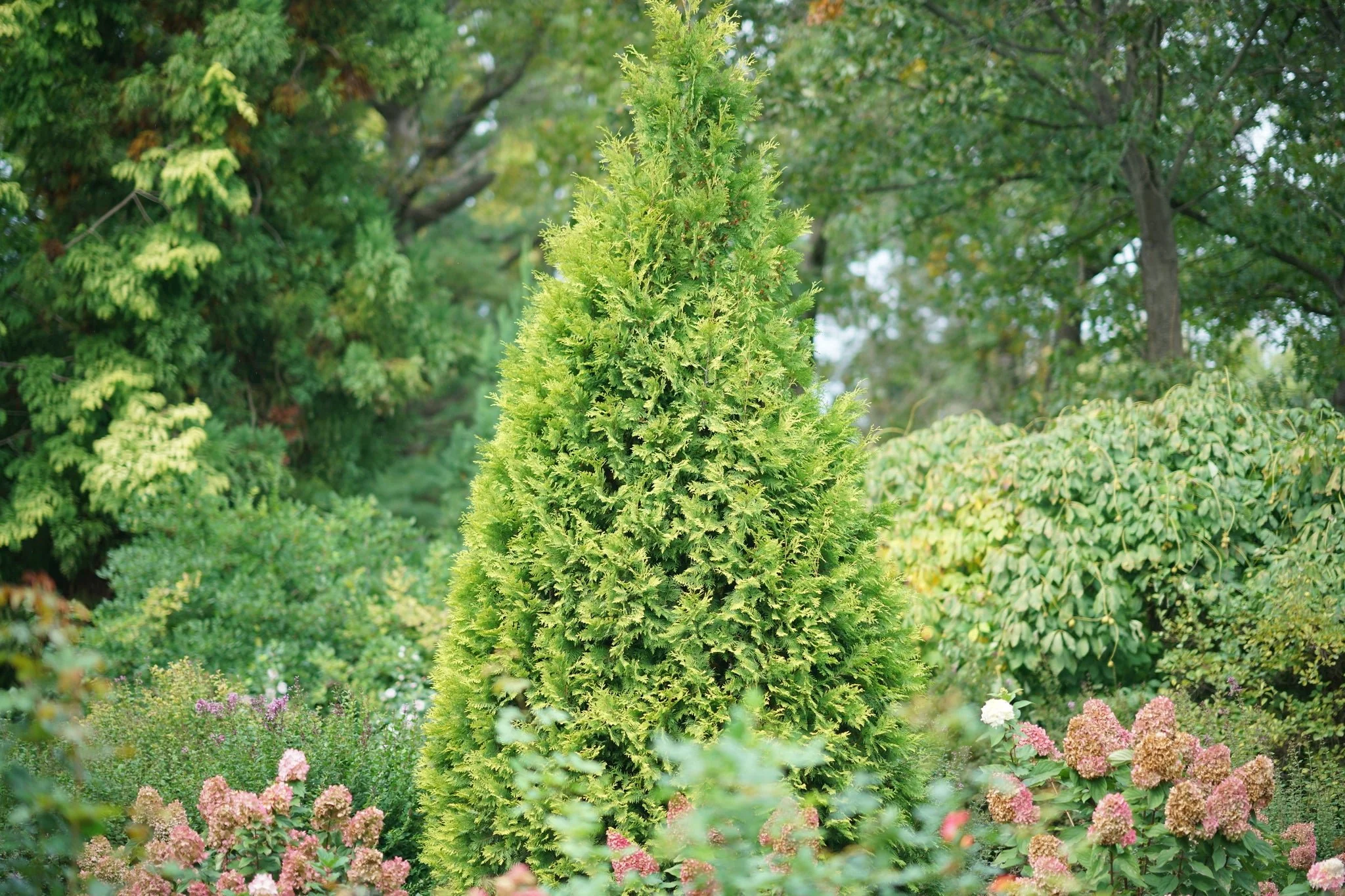 Polar Gold® Arborvitae