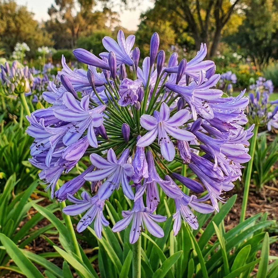 Poppin' Star Lily of the Nile