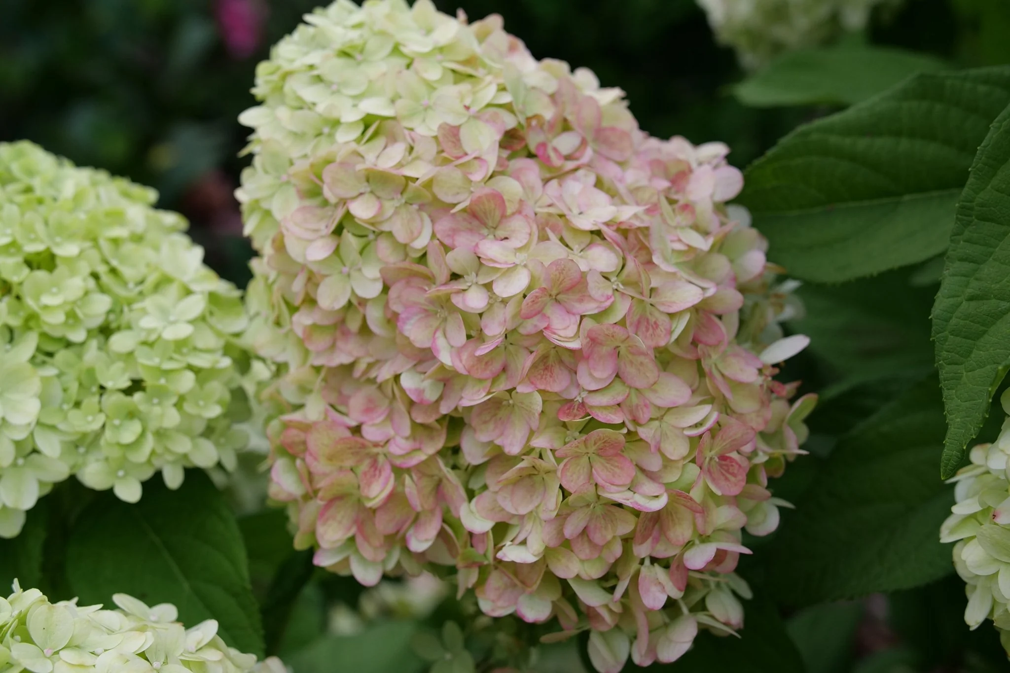 Powerball® Panicle Hydrangea