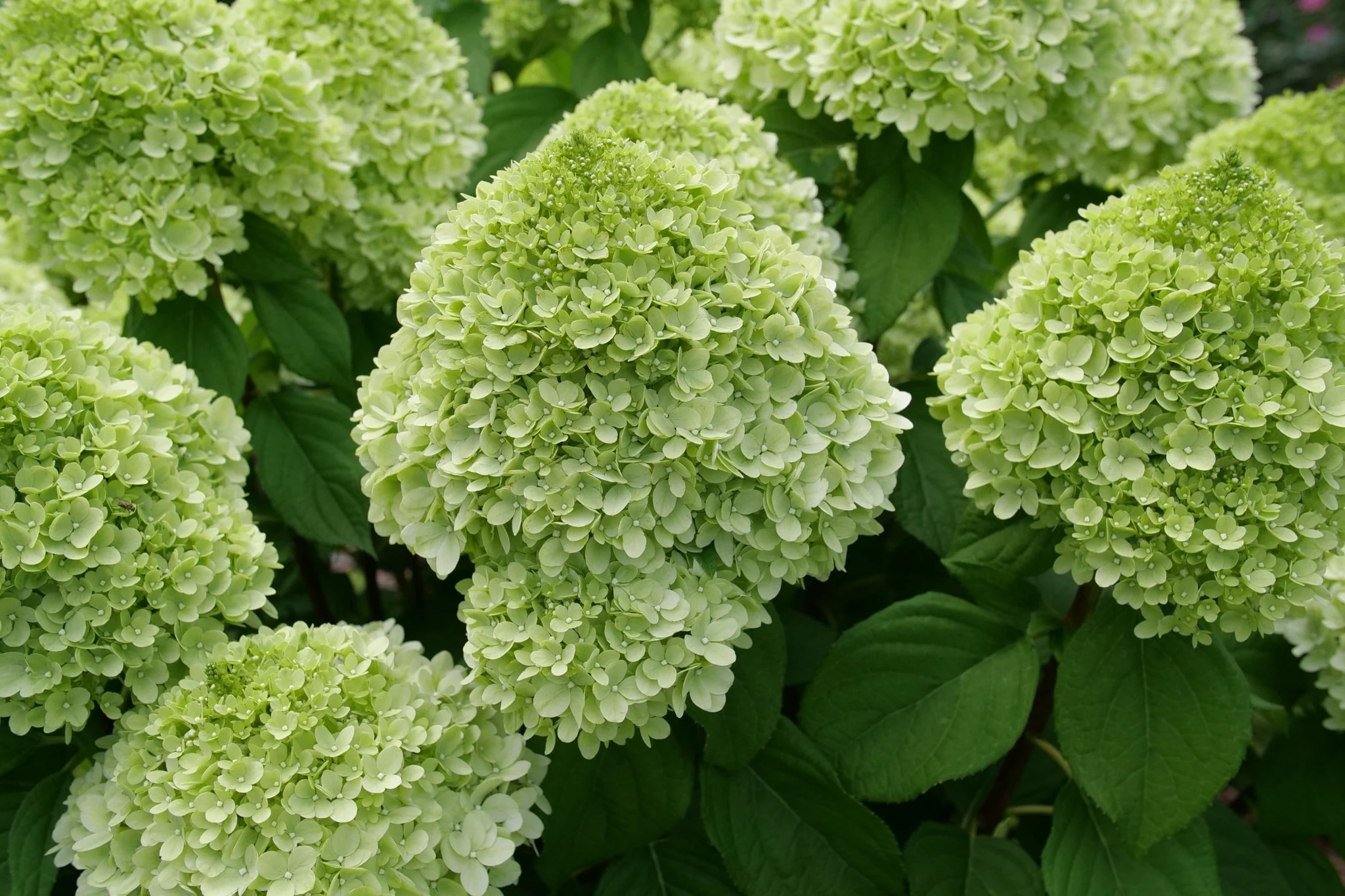 Powerball® Panicle Hydrangea - Image 2