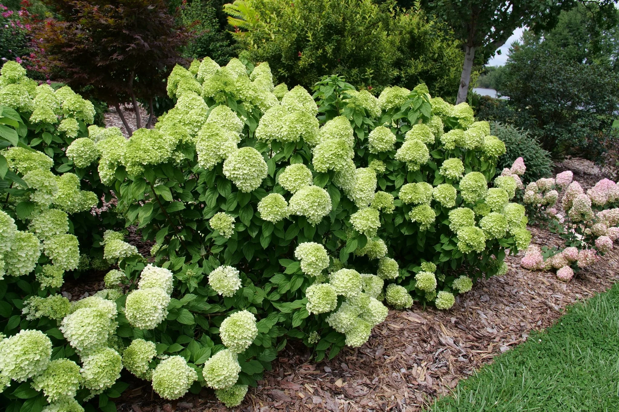 Powerball® Panicle Hydrangea - Image 3