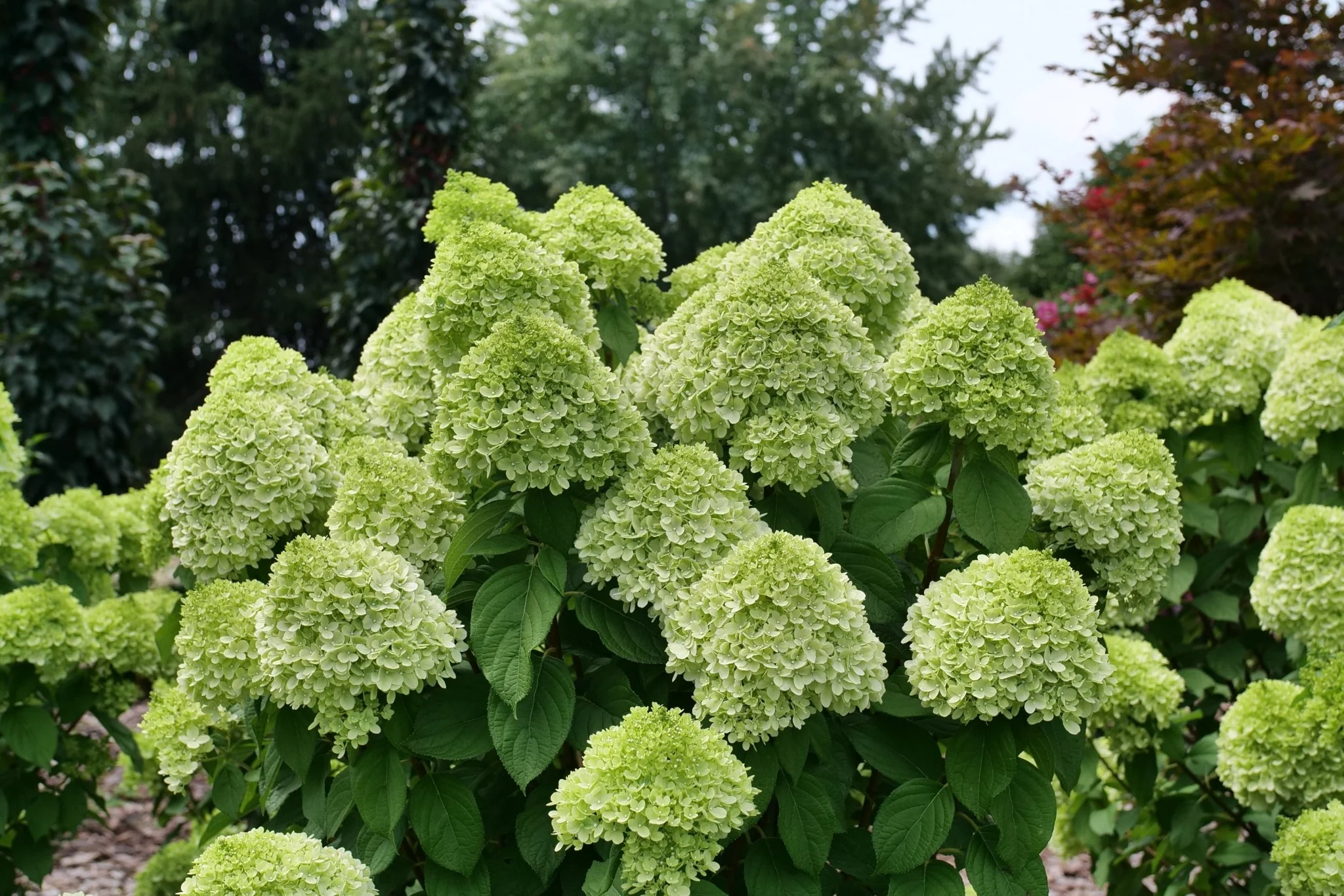 Powerball® Panicle Hydrangea - Image 4