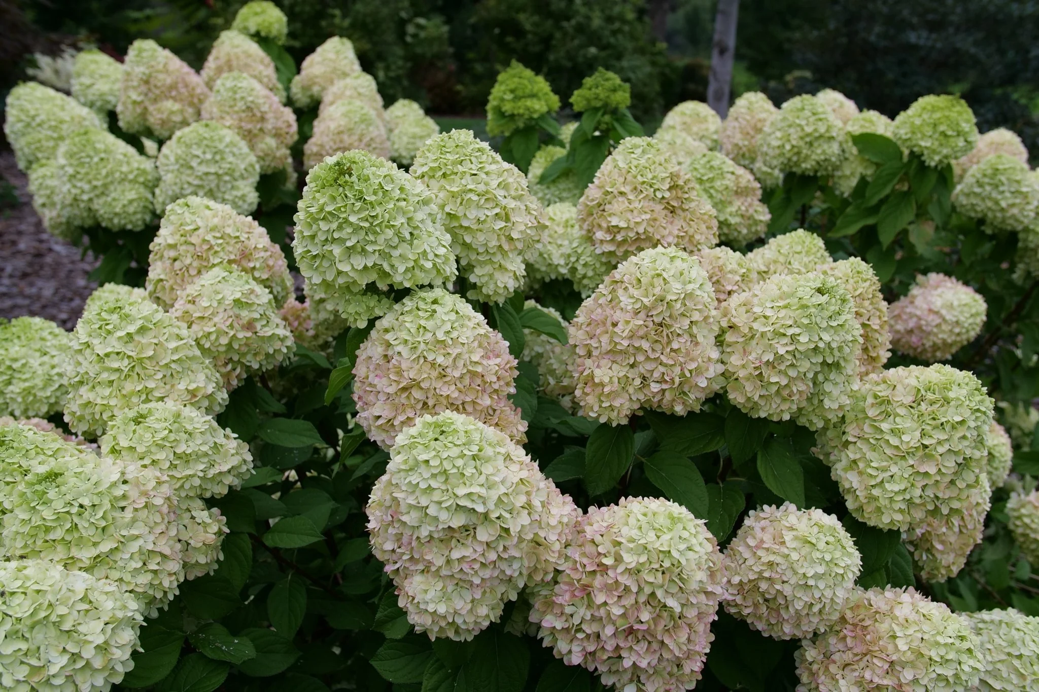 Powerball® Panicle Hydrangea - Image 5