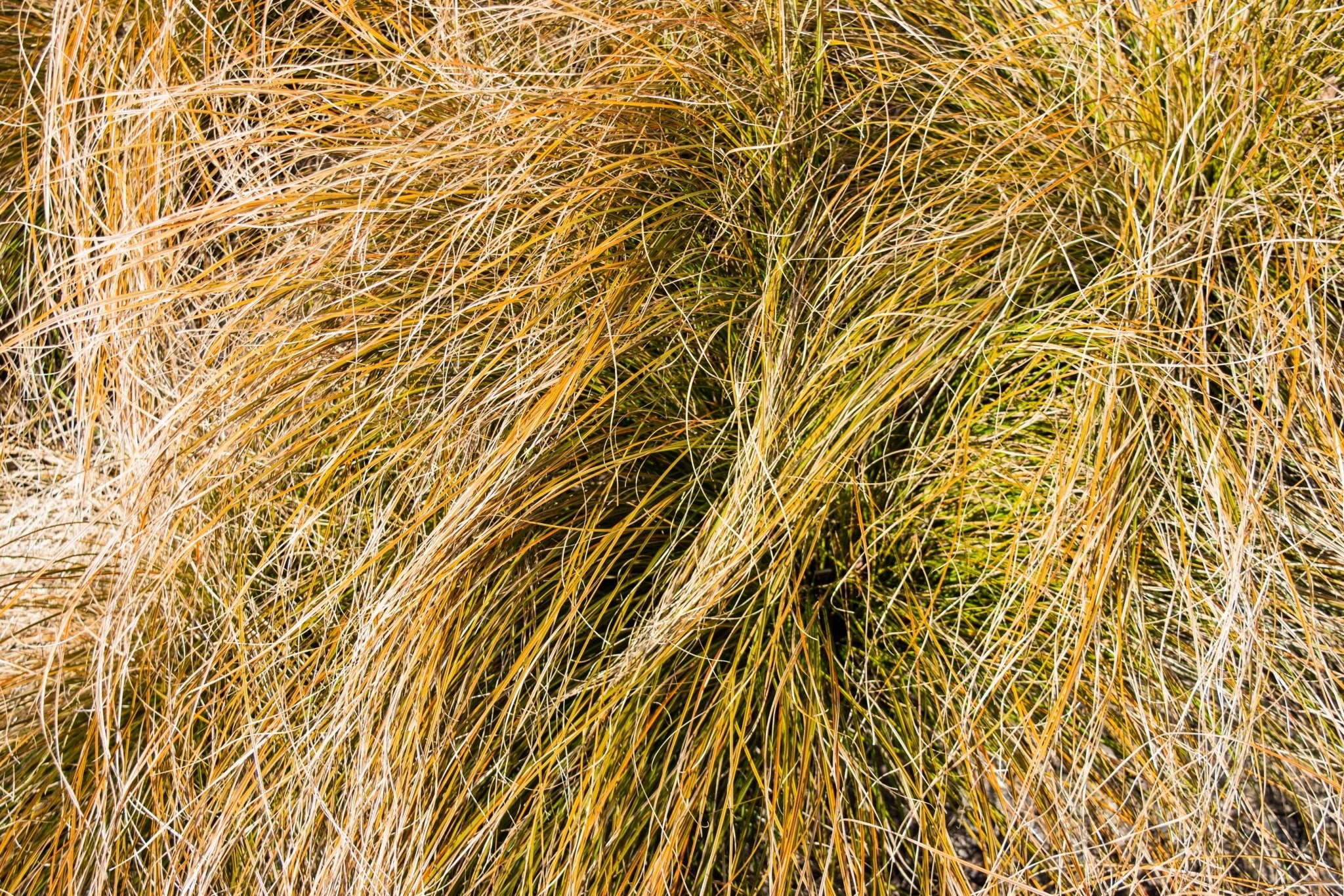 Prairie Fire New Zealand Sedge Grass