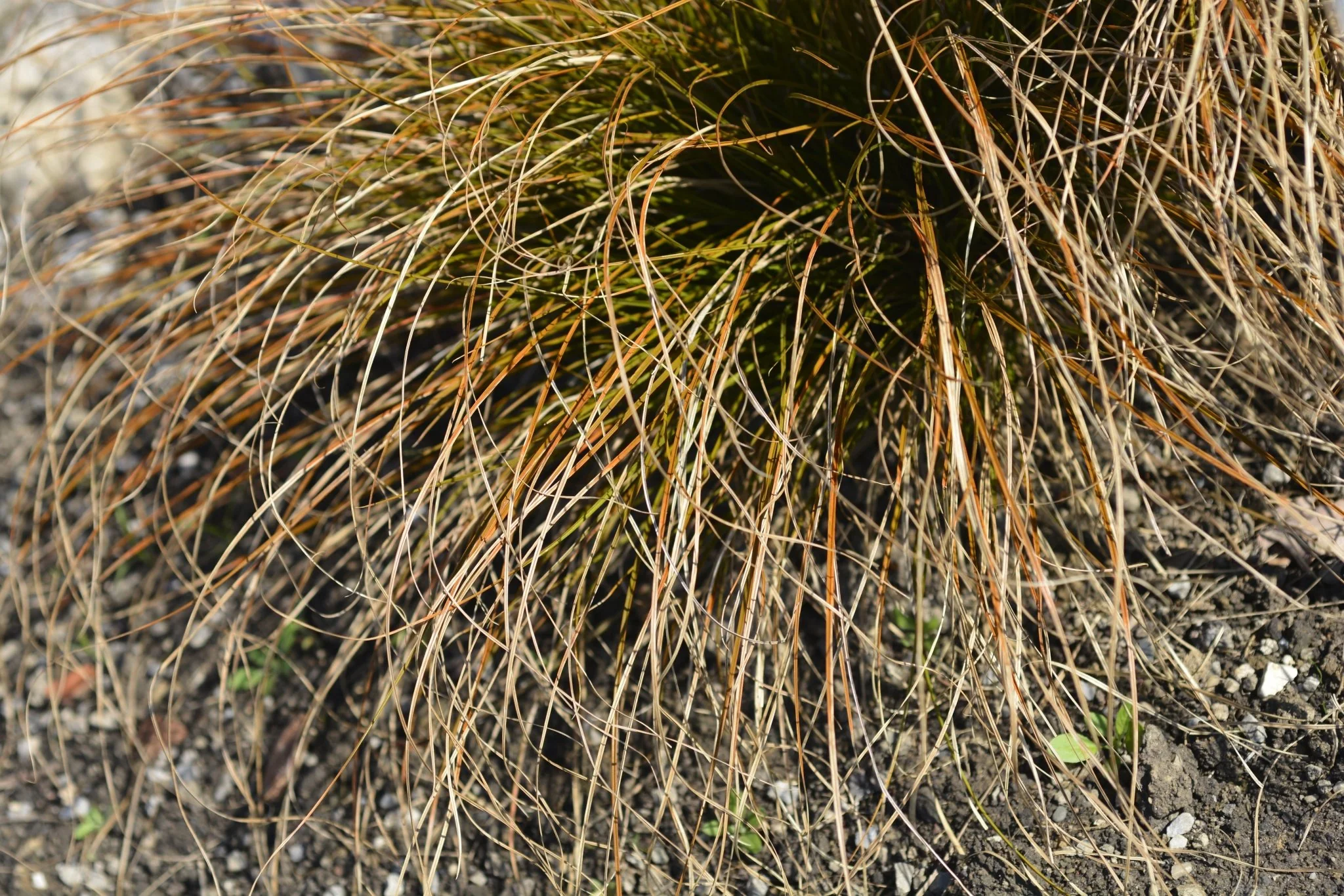 Prairie Fire New Zealand Sedge Grass - Image 2