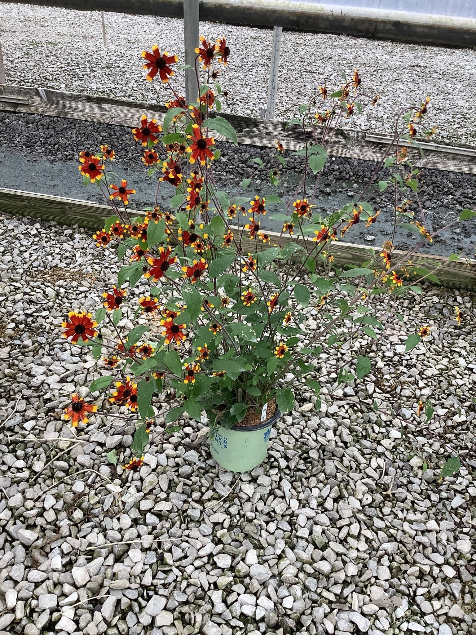 Prairie Glow Black - Eyed Susan - Image 2