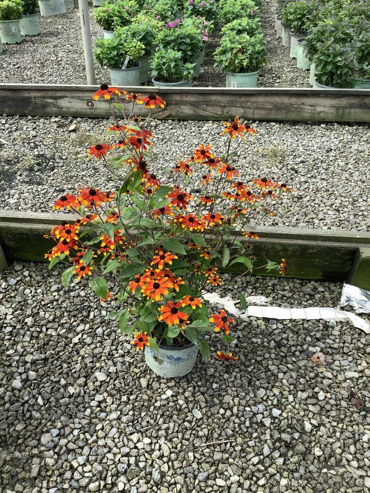 Prairie Glow Black - Eyed Susan - Image 3