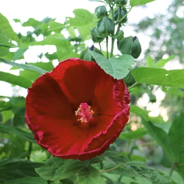 Blackberry Merlot Hibiscus - Image 2