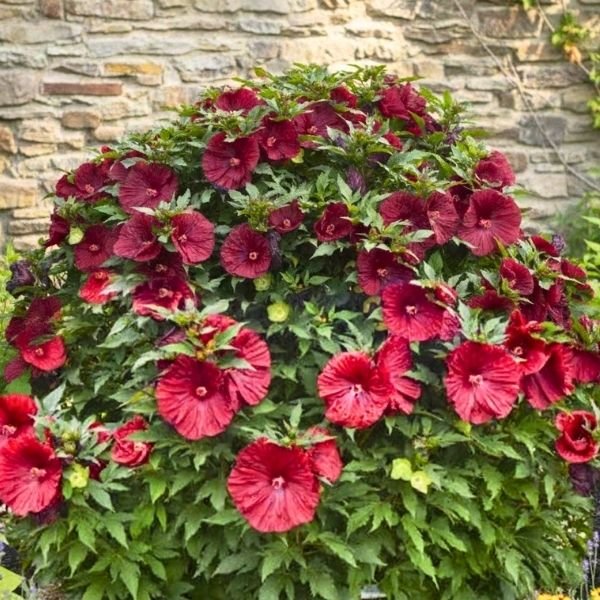 Blackberry Merlot Hibiscus - Image 3