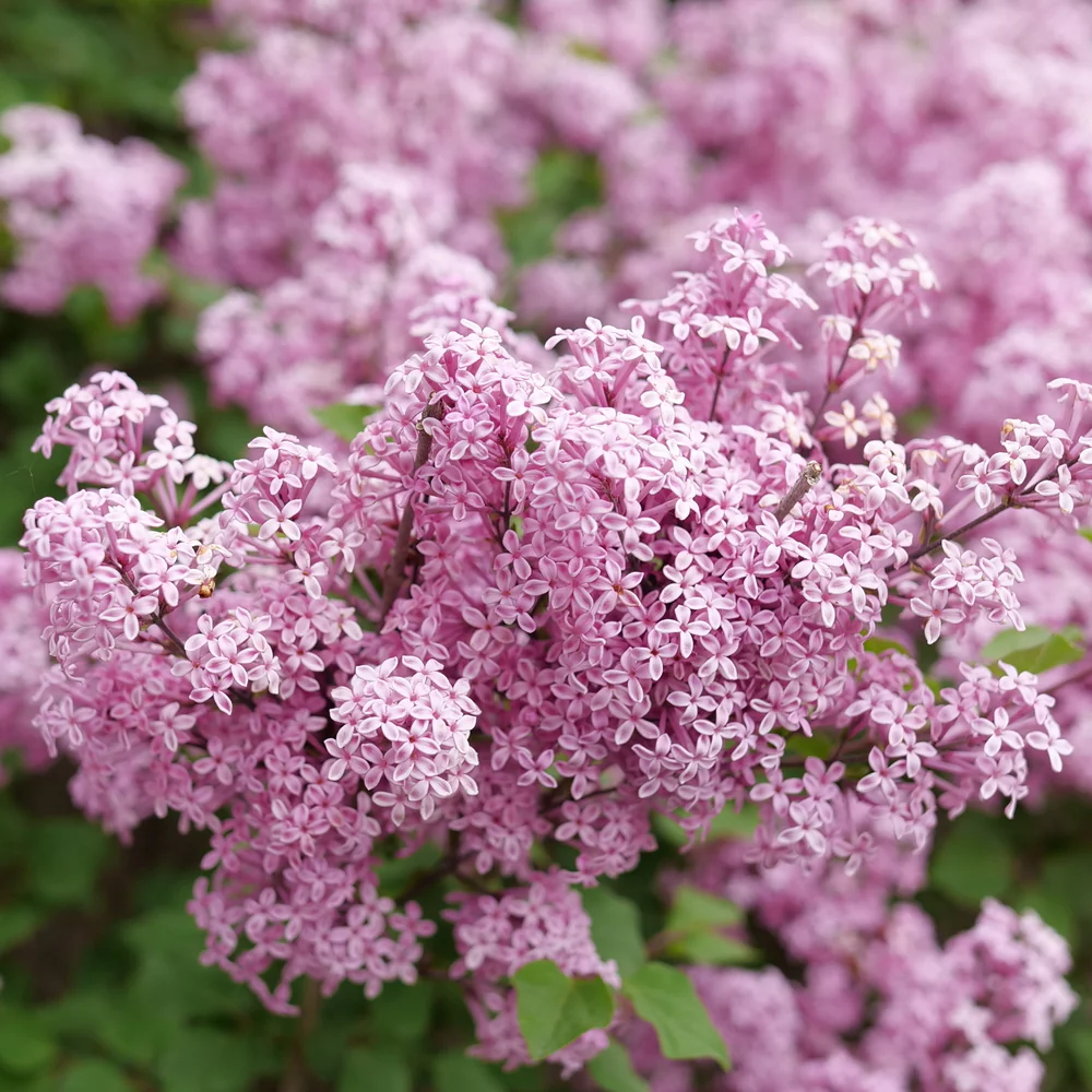 Bloomerang Purpink® Reblooming Lilac - Image 2