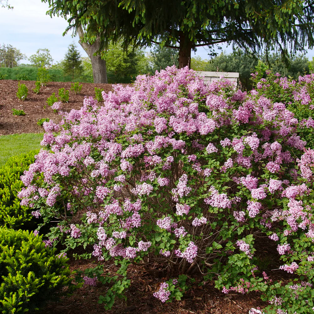 Bloomerang Purpink® Reblooming Lilac - Image 3