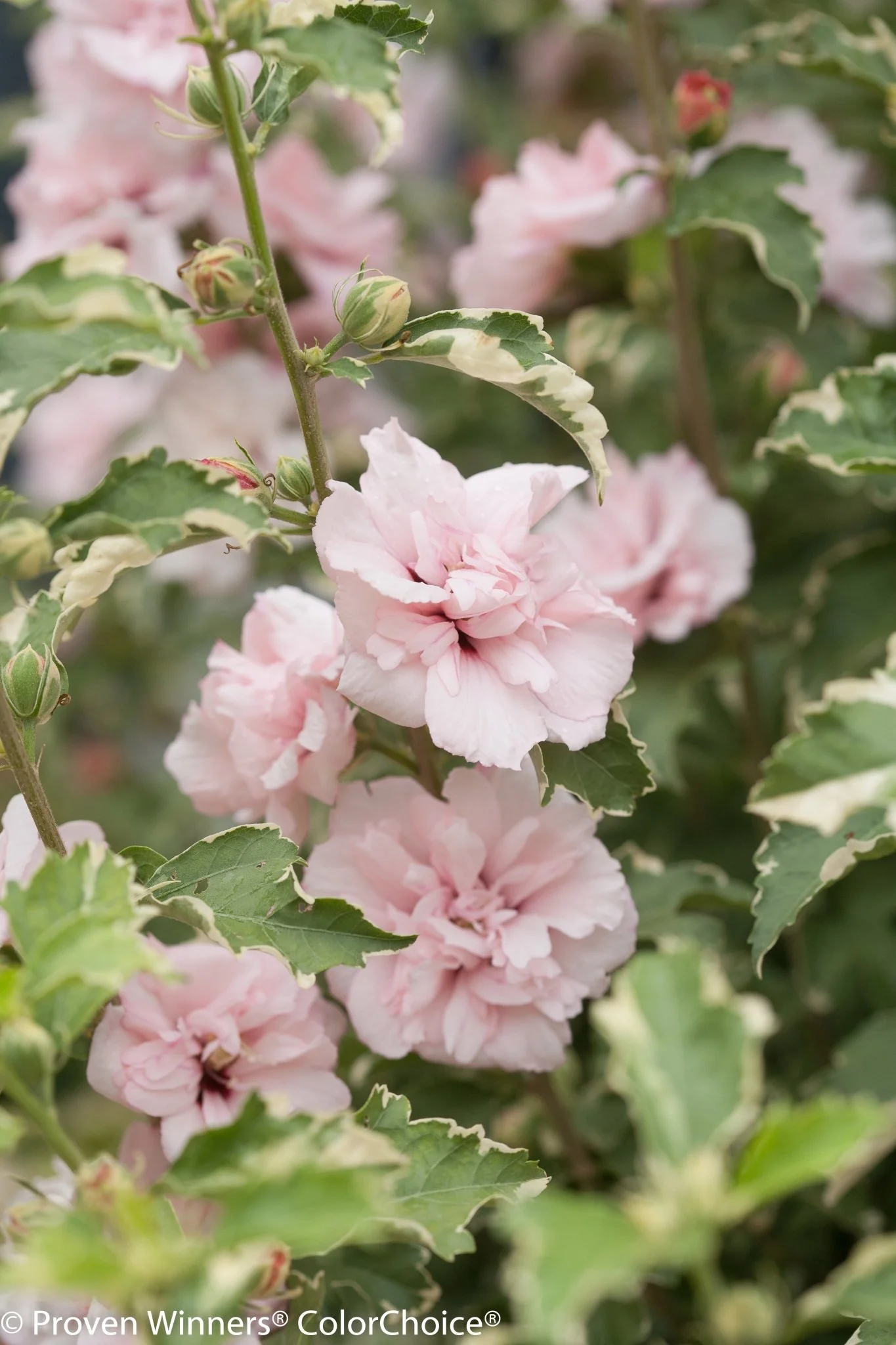Sugar Tip® Rose of Sharon Tree