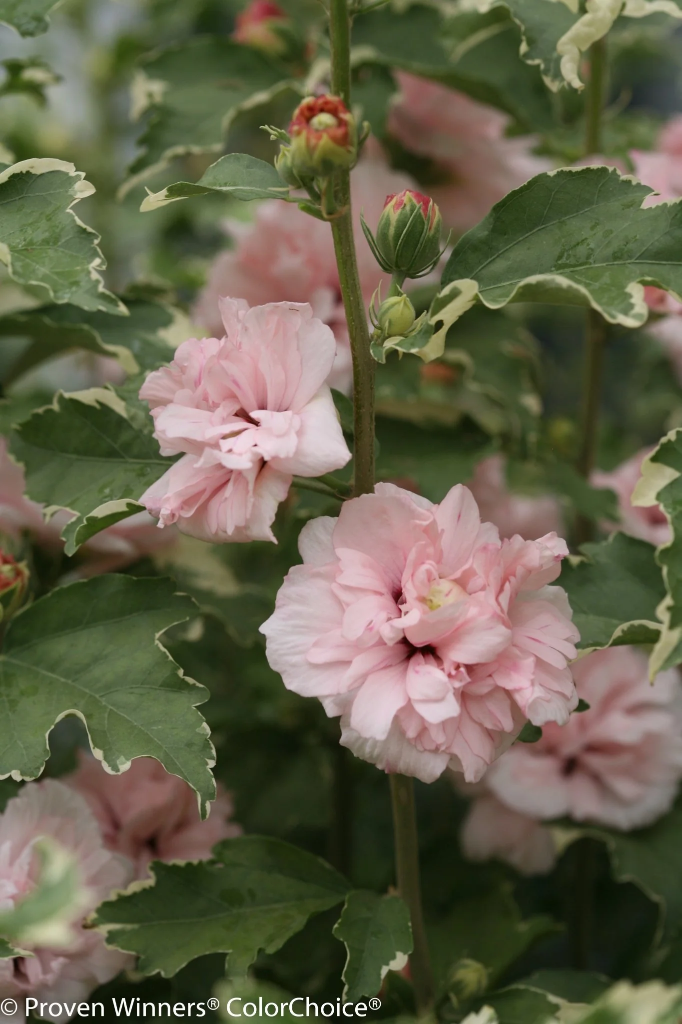 Sugar Tip® Rose of Sharon Tree - Image 2