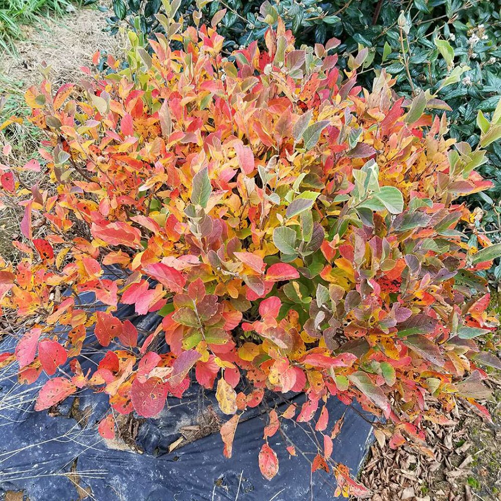 Legend of the Small® Fothergilla - Image 2