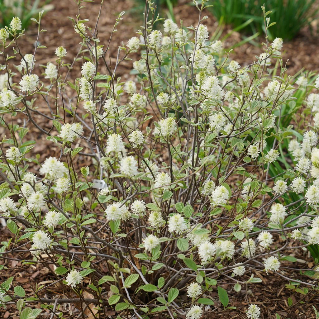 Legend of the Small® Fothergilla - Image 3