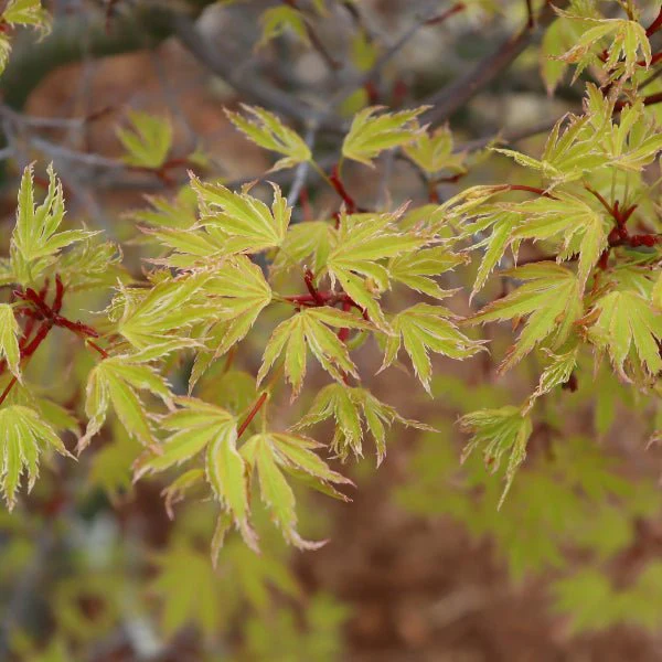 Metamorphosa® Japanese Maple
